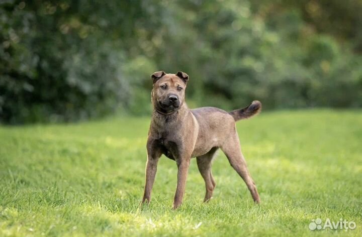 Шоколадка Кася 1,5 года ищет дом