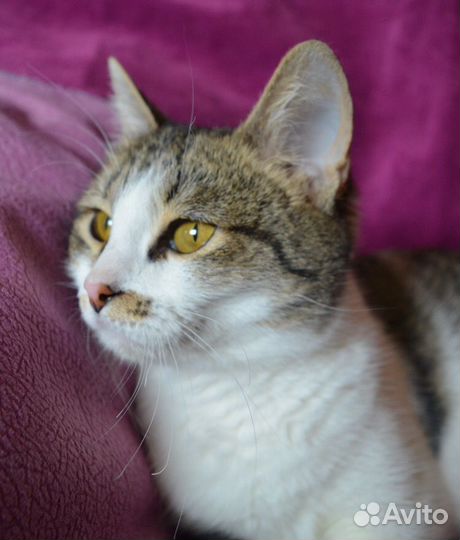 Молодая кошечка в добрые руки