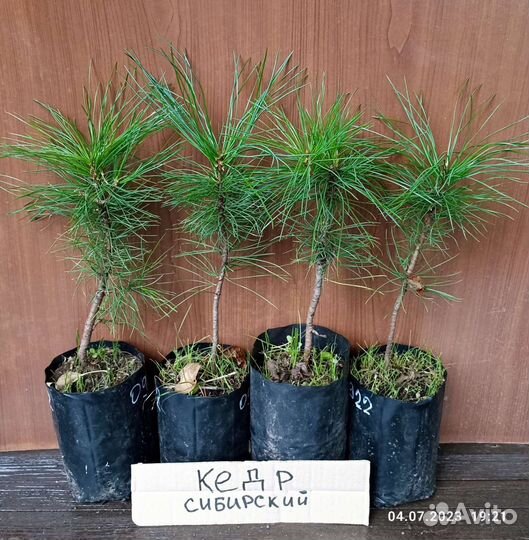 Кедр саженец высотой 25-28 см