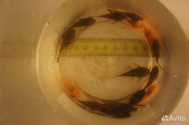 Рыбки московские.Суматранский барбус Меченос,гуппи