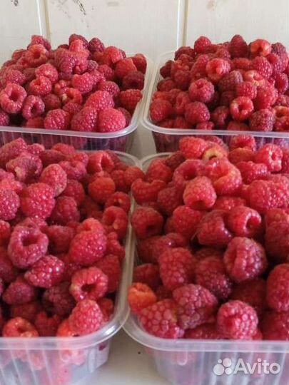 Малина самосбор