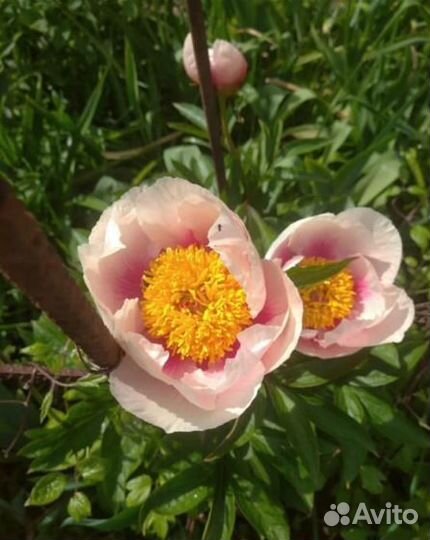 Пионы сортовые