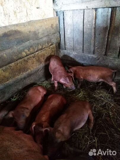 Поросята