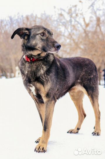 Собаки бесплатно в добрые руки