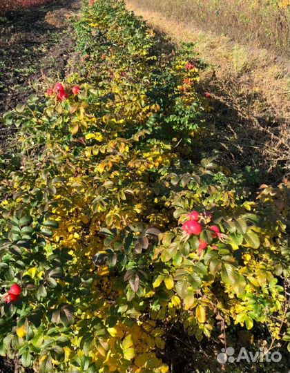 Шиповник кусты