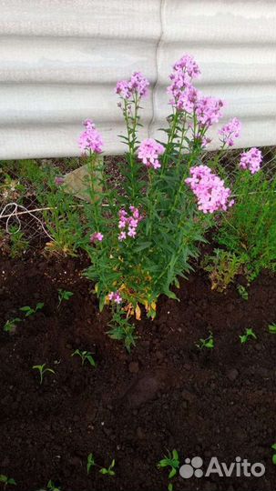 Рассада Мята душица чабрец милиса лимон зелень