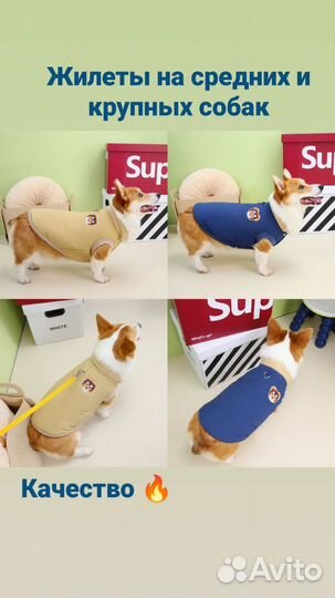 Одежда для собак