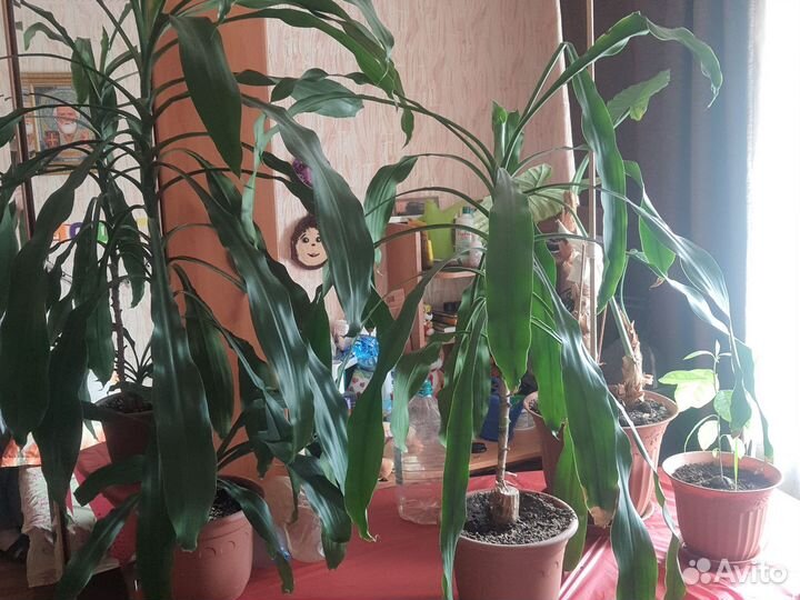 Пальма юкка