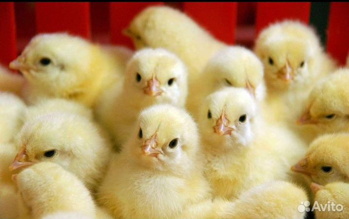 Цыплята бройлеры