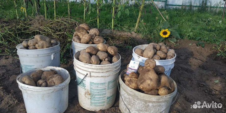 Семенной картофель 