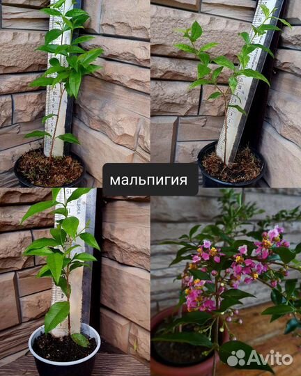 Плодовые на подоконнике