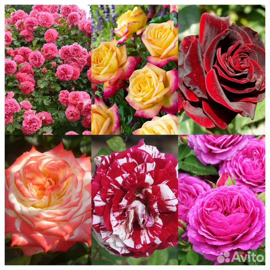 Розы сотовые огромный выбор