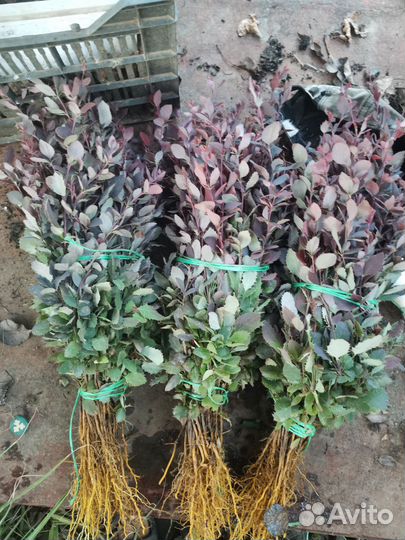 Сеянец барбариса