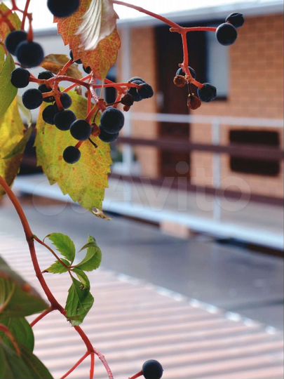 Комната 15 м², 2/2 эт.