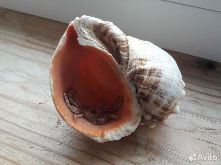 Сувенир фигурка из ракушки