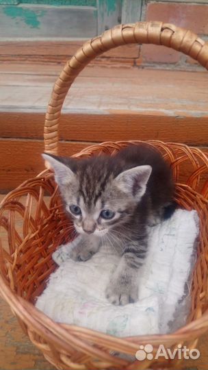 Котята в добрые руки бесплатно