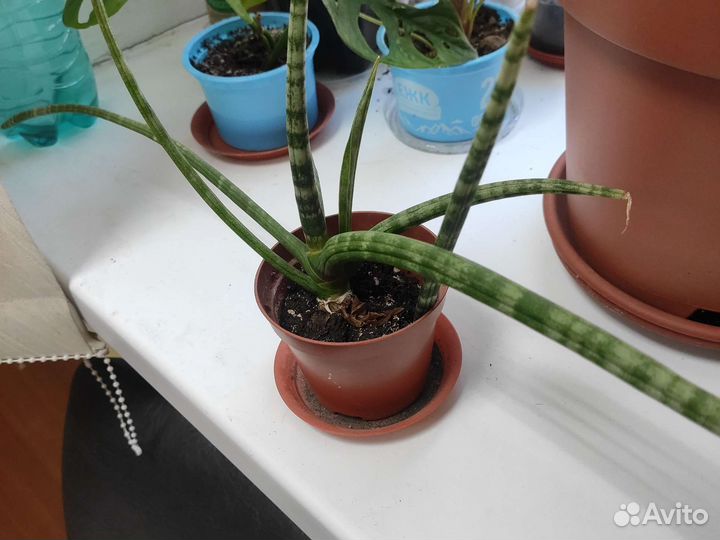 Сансевиерия цилиндрика