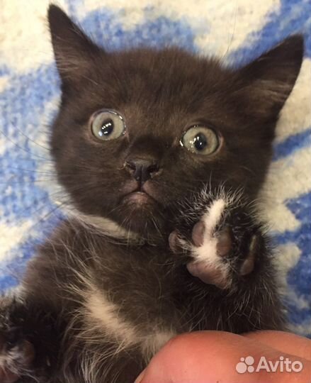 Девочка в добрые руки