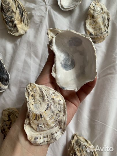 Раковины устриц (двойные) с двумя створками