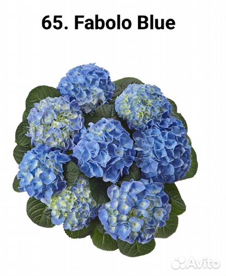 065. Гортензия крупнолистная Fabolo Blue