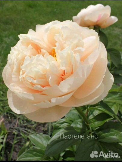 Пионы саженцы