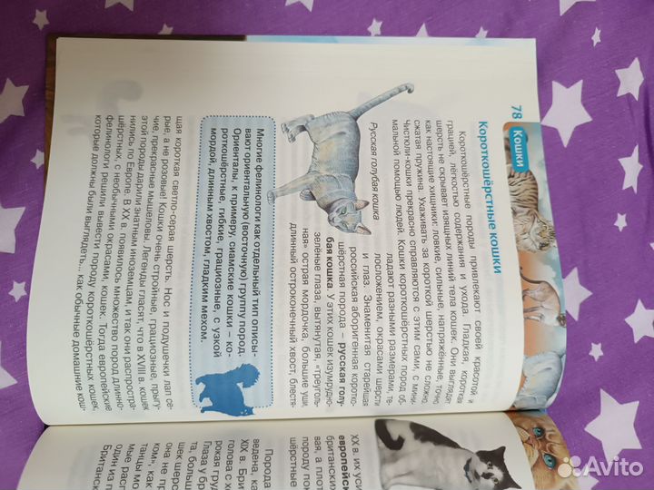 Книга про кошек
