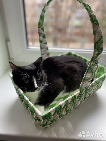 Котик в добрые руки