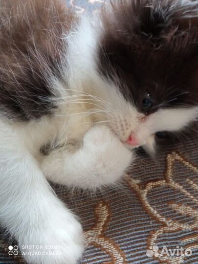 Кошки в добрые руки даром