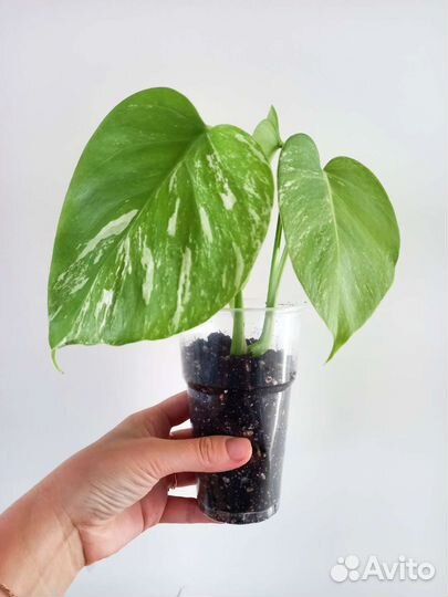 Монстера вариегатная альба, монстера адансони