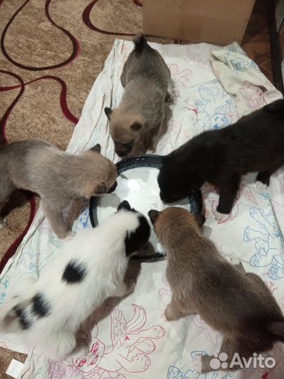 Щенки волэнд в дар