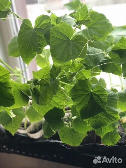 Рассада огурцов