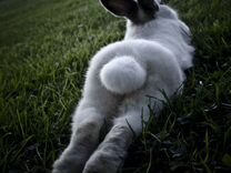 Зайчья(кроличья) лапка, хвостик для вашего любимца