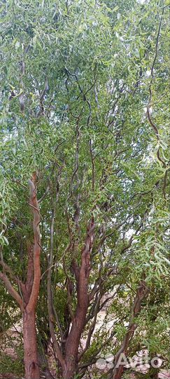 Ива извилистая 