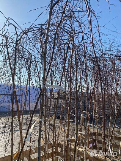 Береза Юнги на штамбе (180-200см)