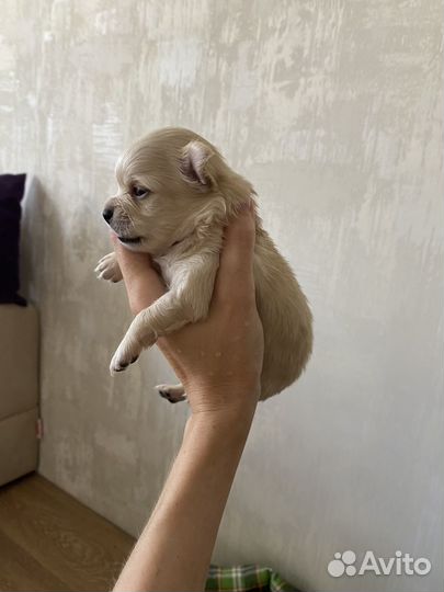 Щенки чихуахуа