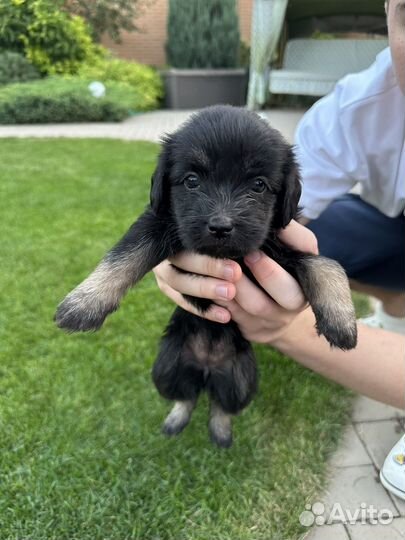 Щенки дворняжки