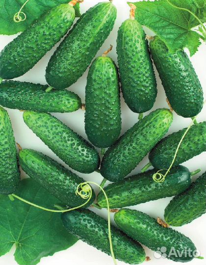 Упаковщик/Разнорабочий Вахта в Теплицы