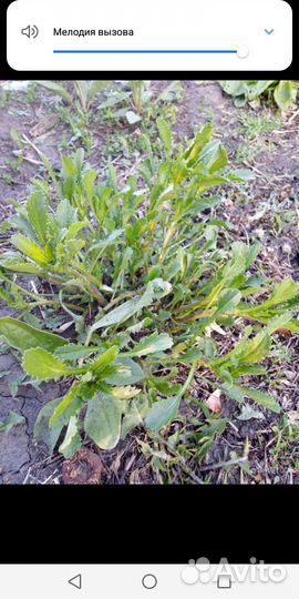 Ромашка белая Нивяник