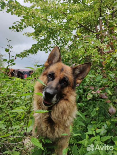 Ищем подругу