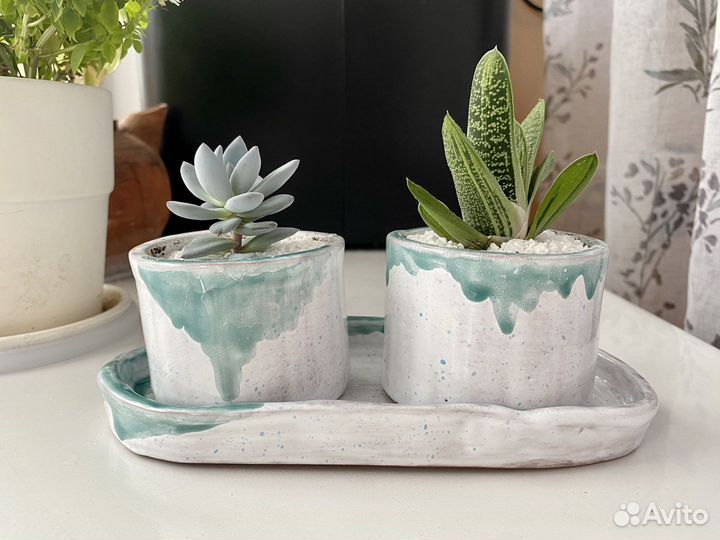 Суккуленты (граптоверия и гастерия)