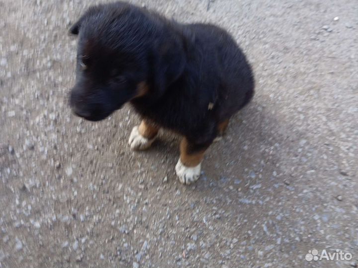 Щенки дворняшки