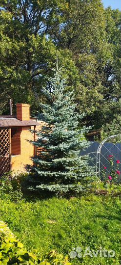 Елка новогодняя живая