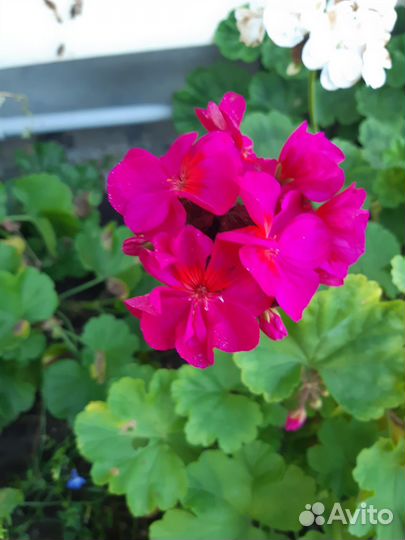 Пеларгония герань