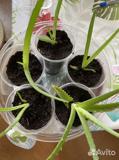 Алоэ лекарственный