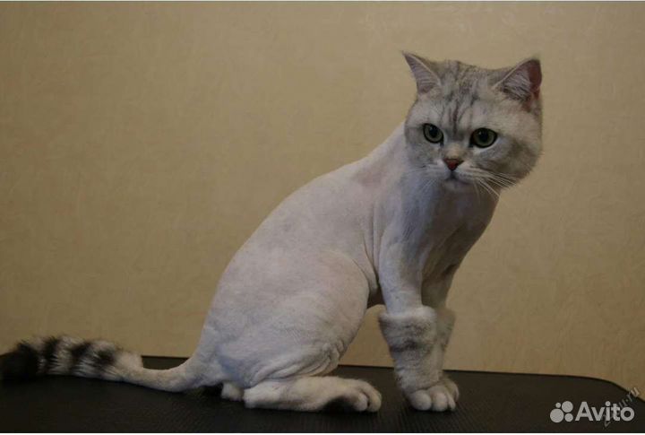 Стрижка кошек