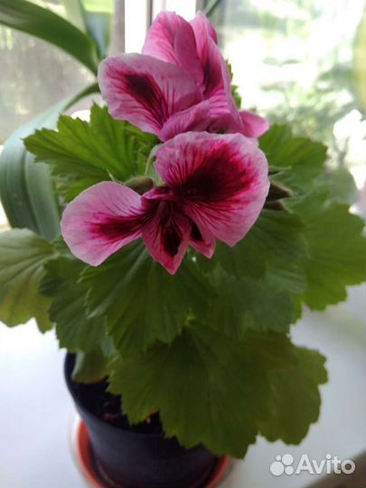 Пеларгония герань