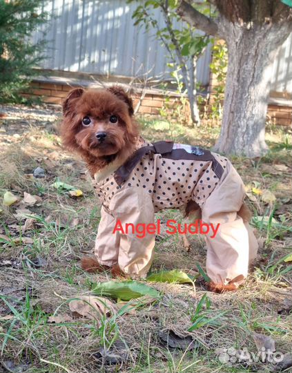 Тедди пудель