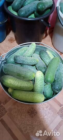 Огурцы свежие домашние
