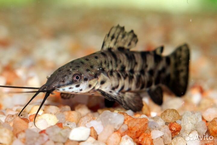 Аквариумные рыбки и растения