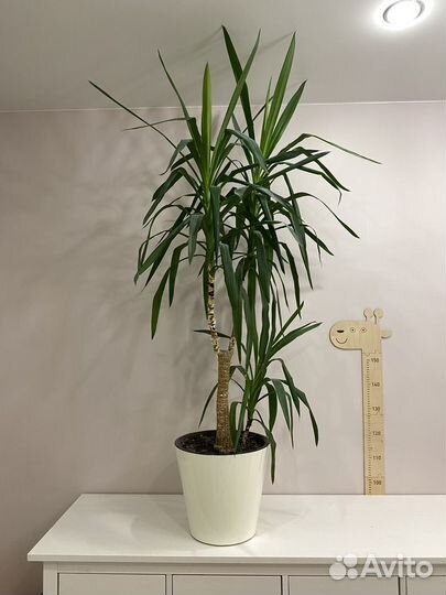 Пальма юкка